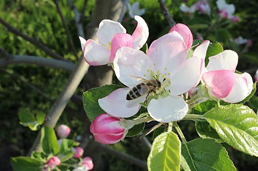 Appelbloesem met onze ijverige "helper", de honingbij