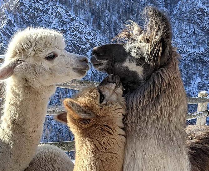Oberversanthof - Galleria fotografica Photo