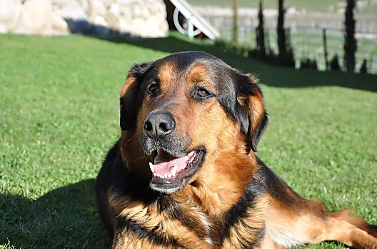 Unser Liebling Rolfi