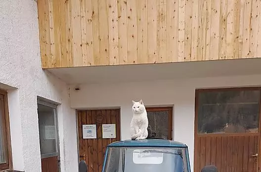 Witte kat houdt de wacht.