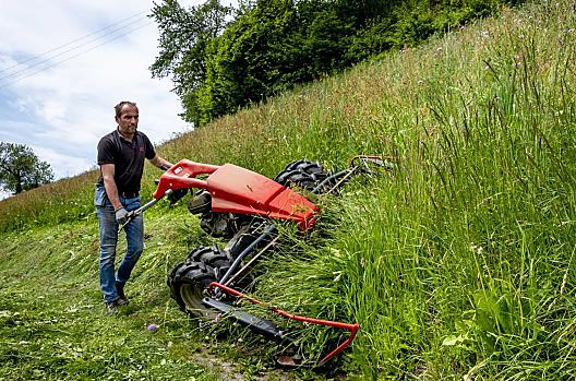 De steile weiden worden gemaaid met een maaimachine en gedeeltelijk met een zeis. In het voor- en najaar mag het jongvee er grazen.