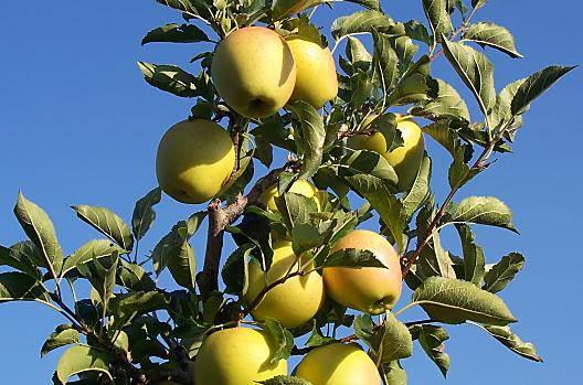 Onze sappige appels, gerijpt in de zonnige berglucht.
