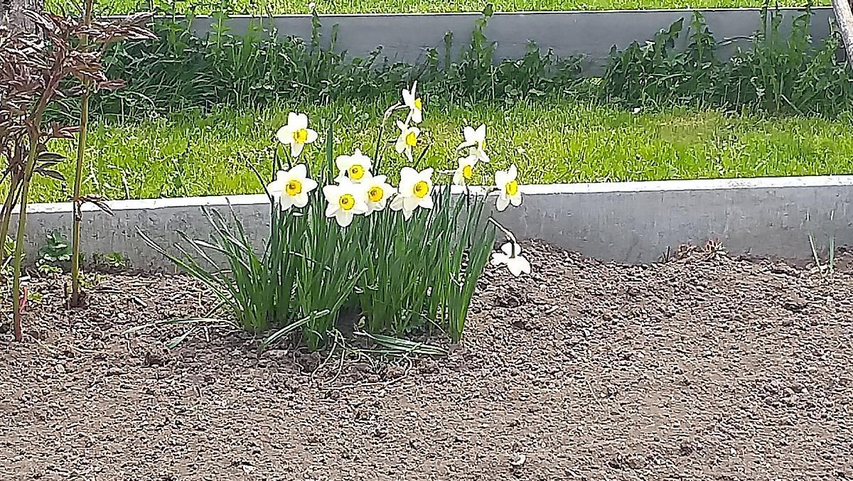 De eerste bloemen in de tuin