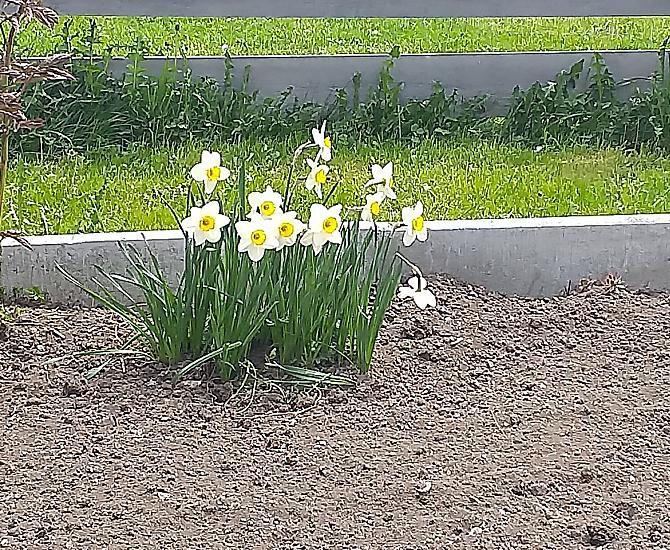De eerste bloemen in de tuin