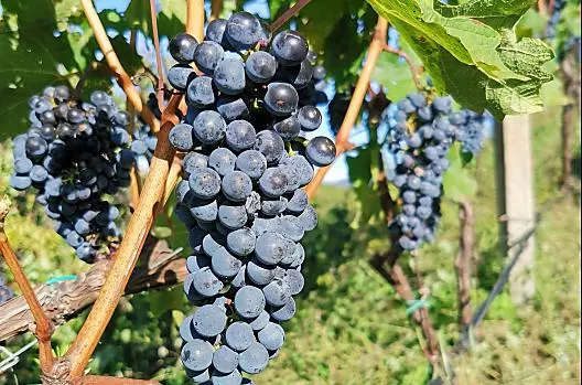 Onze Cabernet-druiven kort voor de oogst