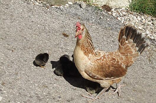 Hen met kuikens