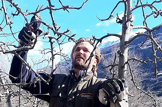 Om de vitaliteit van de appelbomen te behouden en een mooie oogst te verkrijgen, worden de bomen in de winter gesnoeid.