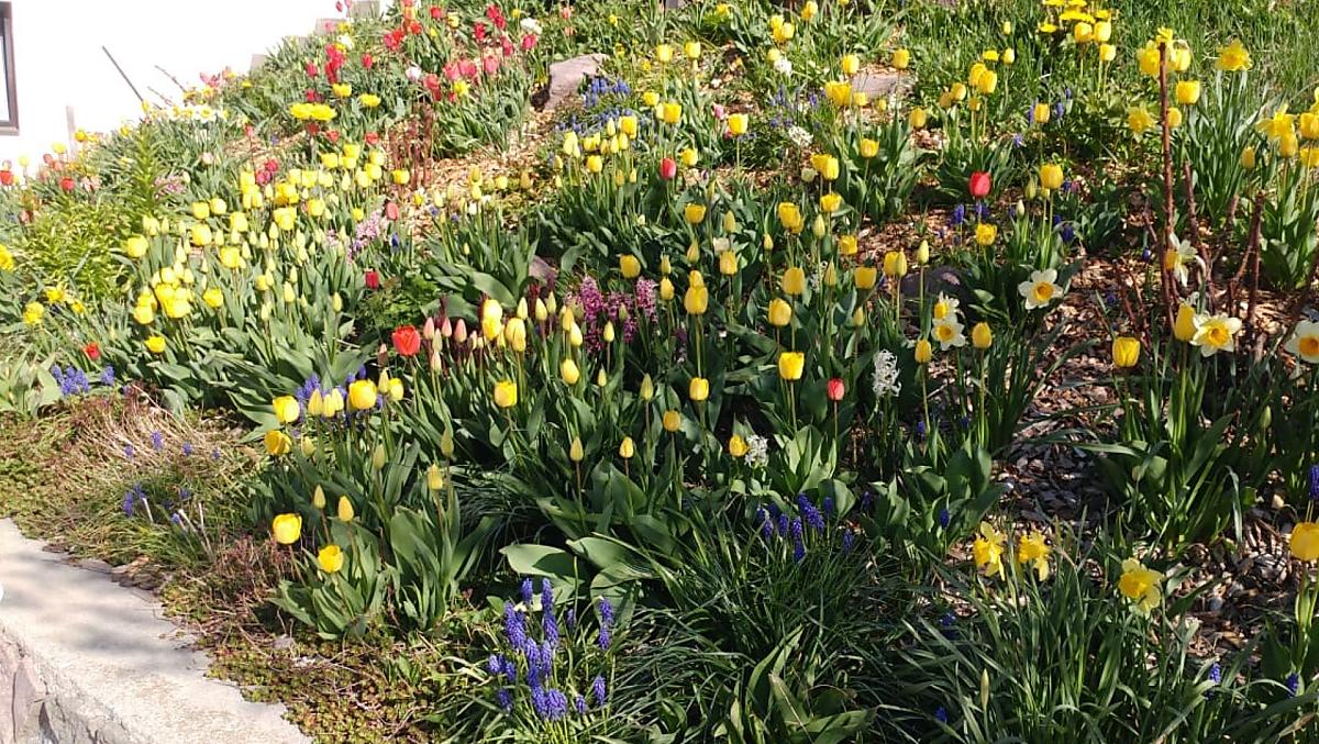De lente komt in het land