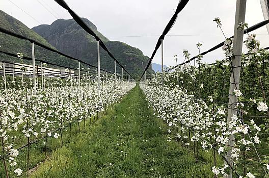 Een van onze jonge appelboomgaarden