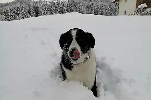 Bello de boerderijhond