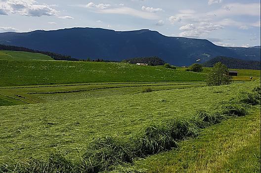De eerste snede wordt altijd aan het begin van de zomer als silage gemaaid. Zodra het voer enigszins is gedroogd, worden dergelijke rijen gemaakt.