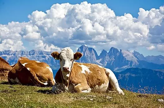 Onze koeien op de alm