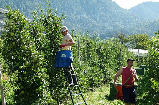 Appeloogst