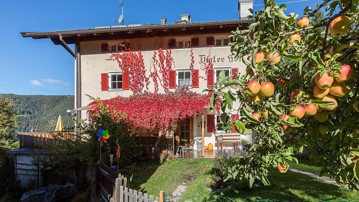 Wilde wingerd overwoekert ons huis
