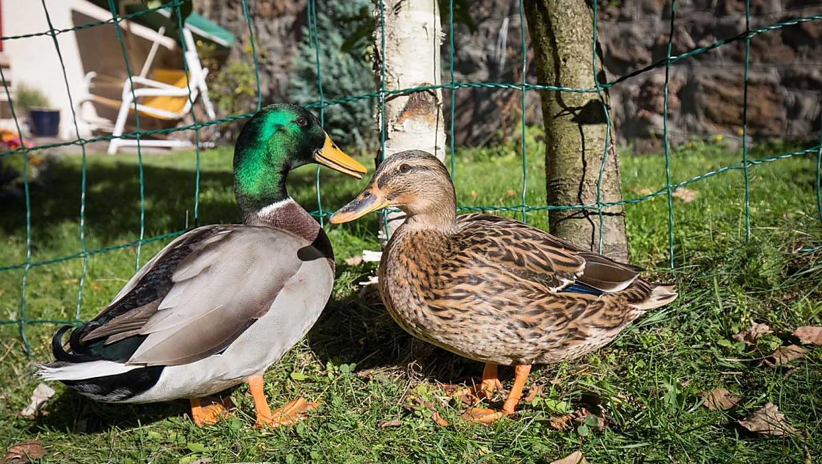 Ons eendenpaar, altijd nieuwsgierig 