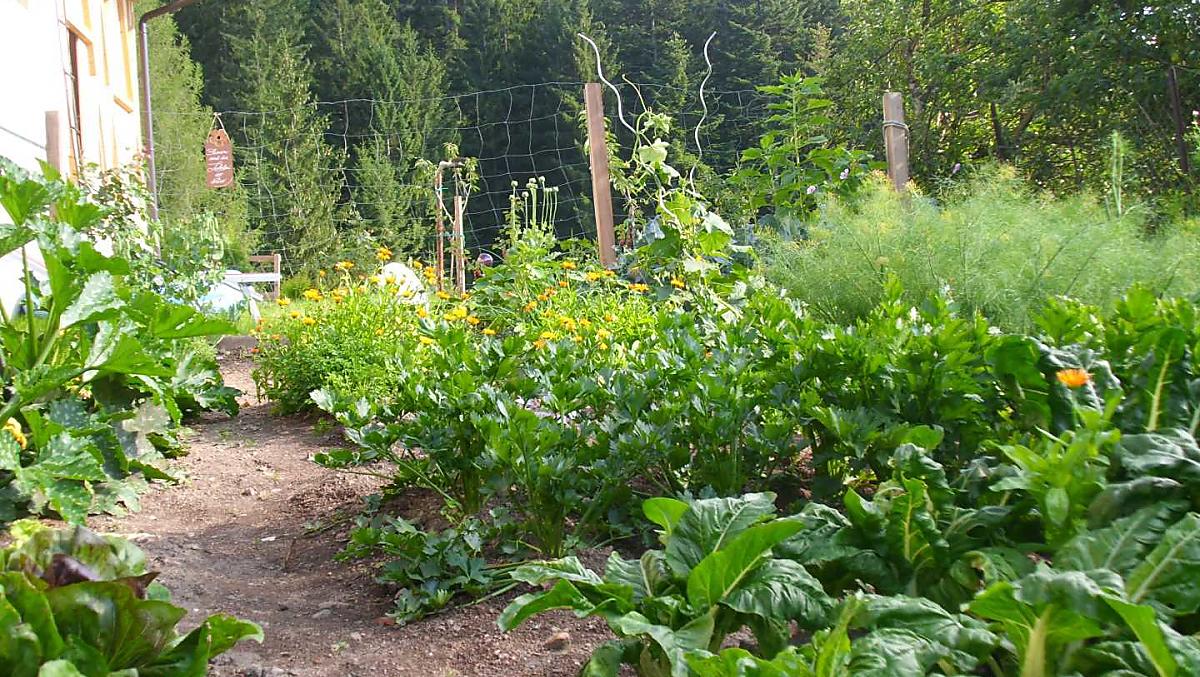 Groentetuin