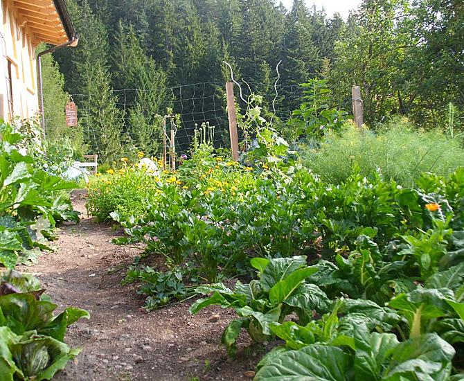 Groentetuin
