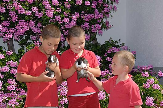Martin, Roland en Günther met de cavia's