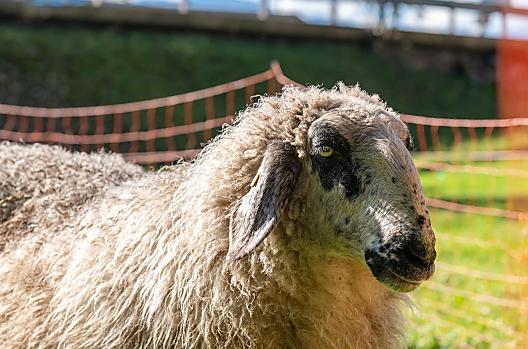 Ons schaap verblijft het hele jaar door op de weide