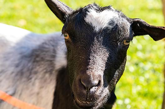 Ook ons schaap is samen met de geit op de wei