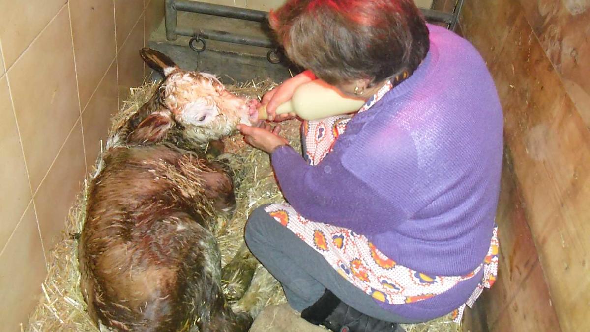 Oma Maria voert de jonkies. Het is altijd weer een onvergetelijke gebeurtenis wanneer er een kalfje wordt geboren.