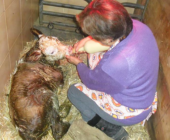 Oma Maria voert de jonkies. Het is altijd weer een onvergetelijke gebeurtenis wanneer er een kalfje wordt geboren.
