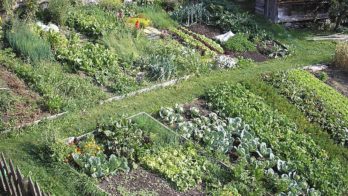 Onze moestuin, die met veel toewijding wordt onderhouden.