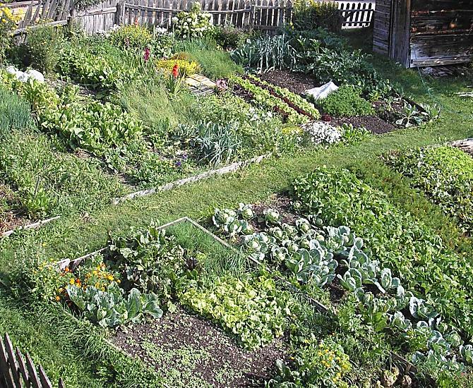 Onze moestuin, die met veel toewijding wordt onderhouden.