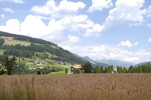 Speltveld met panoramisch uitzicht
