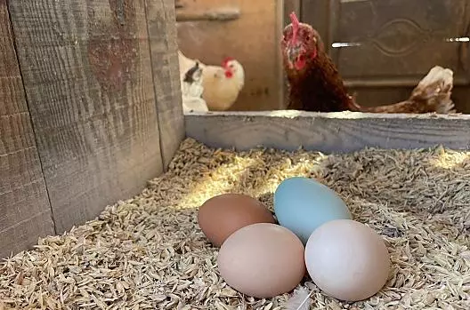 verse biologische eieren op speltkaf