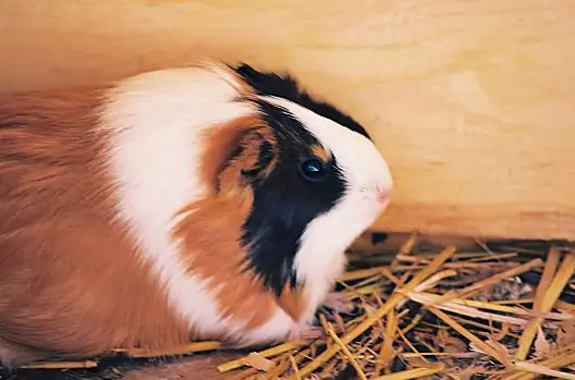 Schlosshof - Elenco Photo