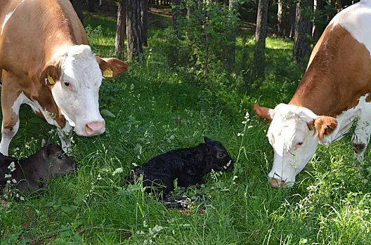 De Weberhof is een biologisch landbouwbedrijf waar vlekvee- en Wagyu-runderen worden gehouden met moederkoeien voor de vleesproductie en voor het fokken.