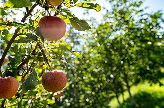 Onze appels