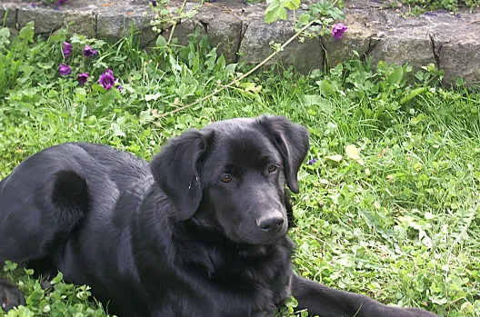 Onze boerderijhond Rolfi