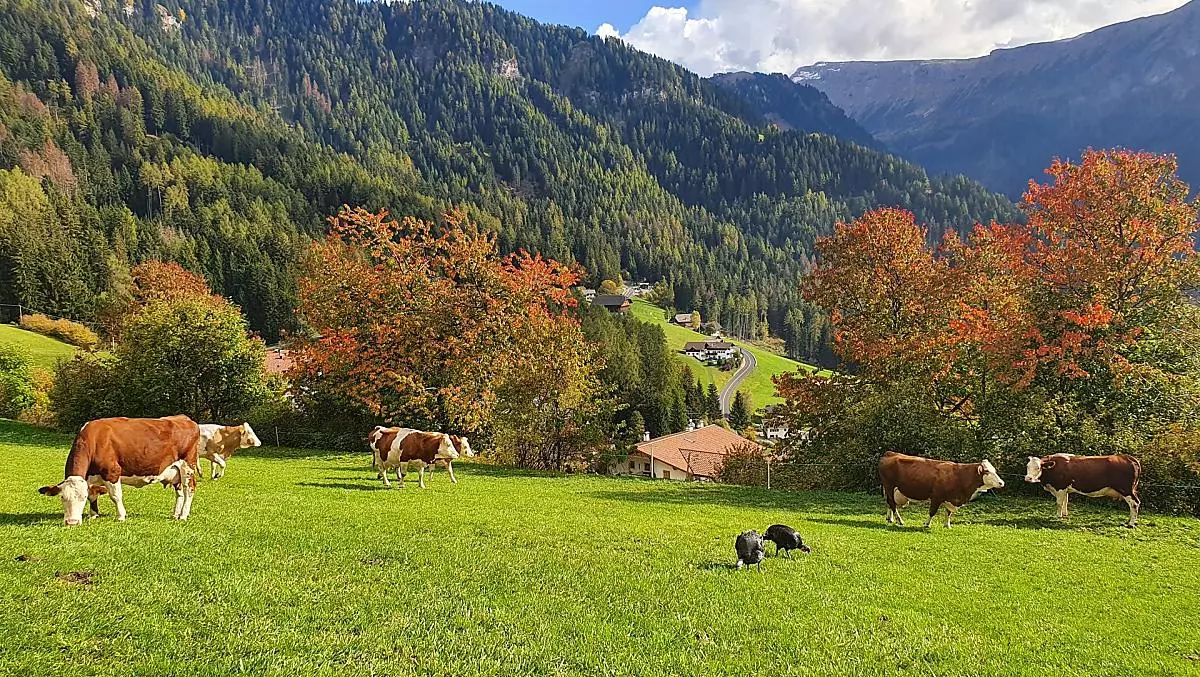 Trieferhof - Galleria fotografica Photo