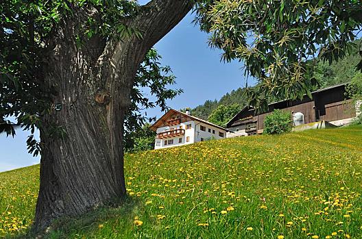De Wöhrmannhof in een zee van paardenbloemen