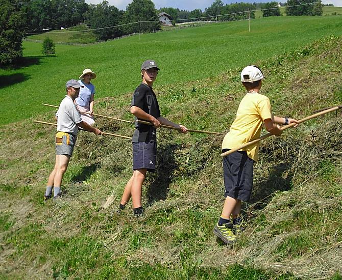 Iedereen helpt mee op de steile weiden.