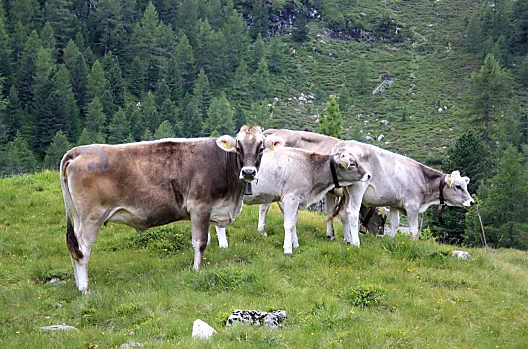 Masitterhof - Elenco Photo