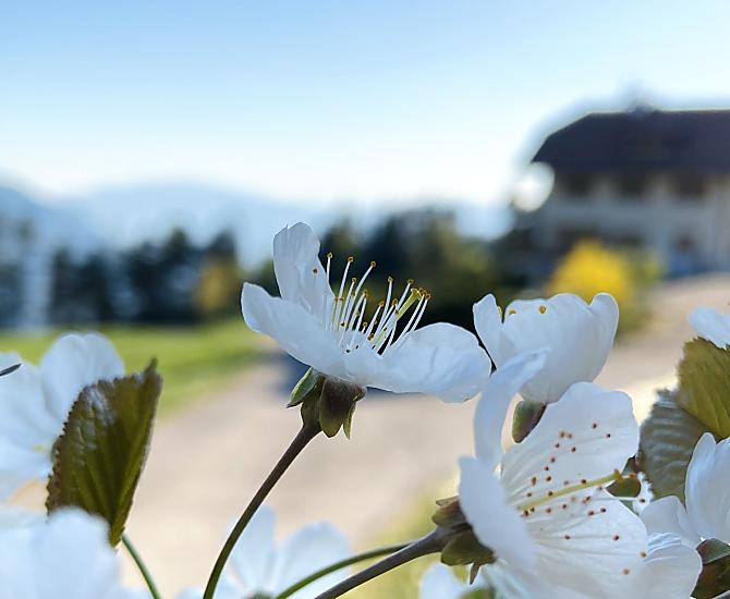 Lanerhof - Galleria fotografica Photo