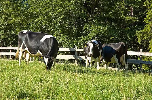 Lanerhof - Elenco Photo