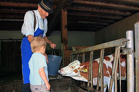 Kalveren voeren met opa