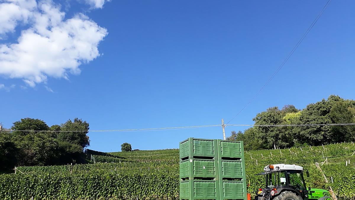 Druivenoogst voor de wijnproductie op de Strasserhof