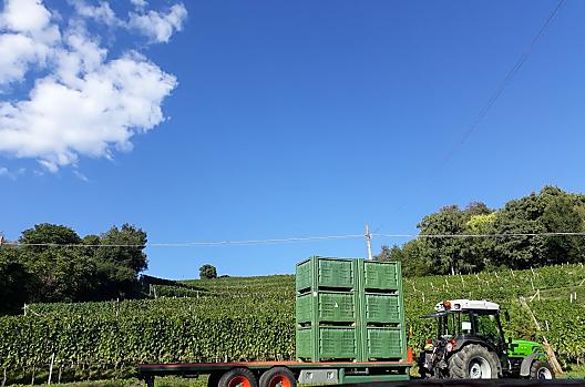 Druivenoogst voor de wijnproductie op de Strasserhof