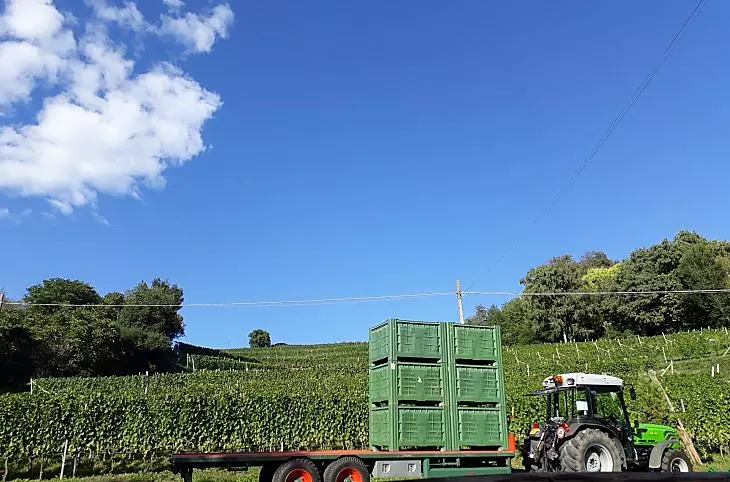 Druivenoogst voor de wijnproductie op de Strasserhof