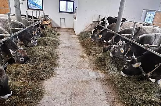 Runderen in de stal