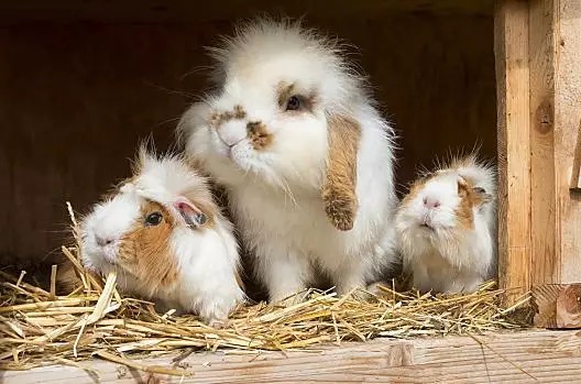 Nieuwsgierige blikken van onze knaagdieren