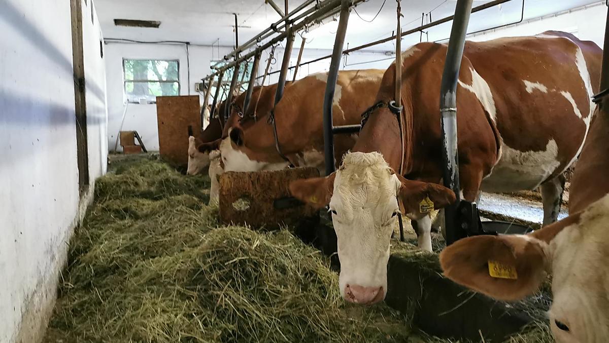 Onze koeien zorgen dagelijks voor verse hooi-melk