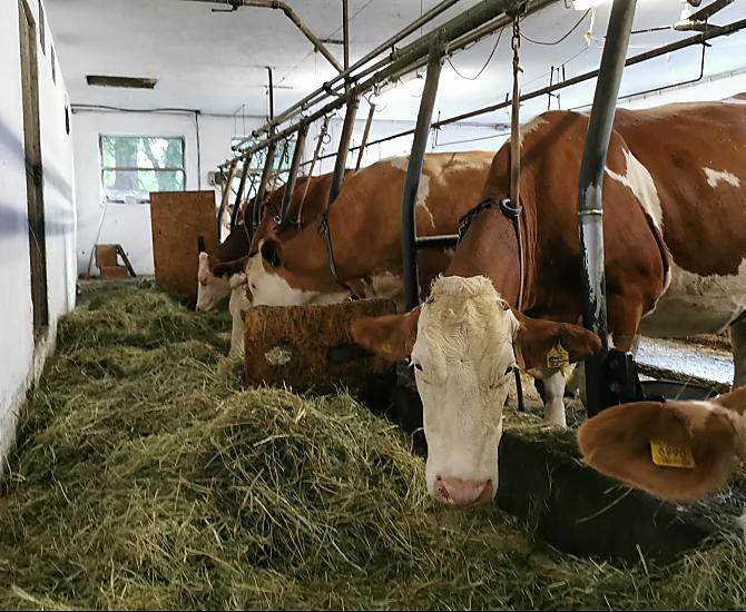 Onze koeien zorgen dagelijks voor verse hooi-melk