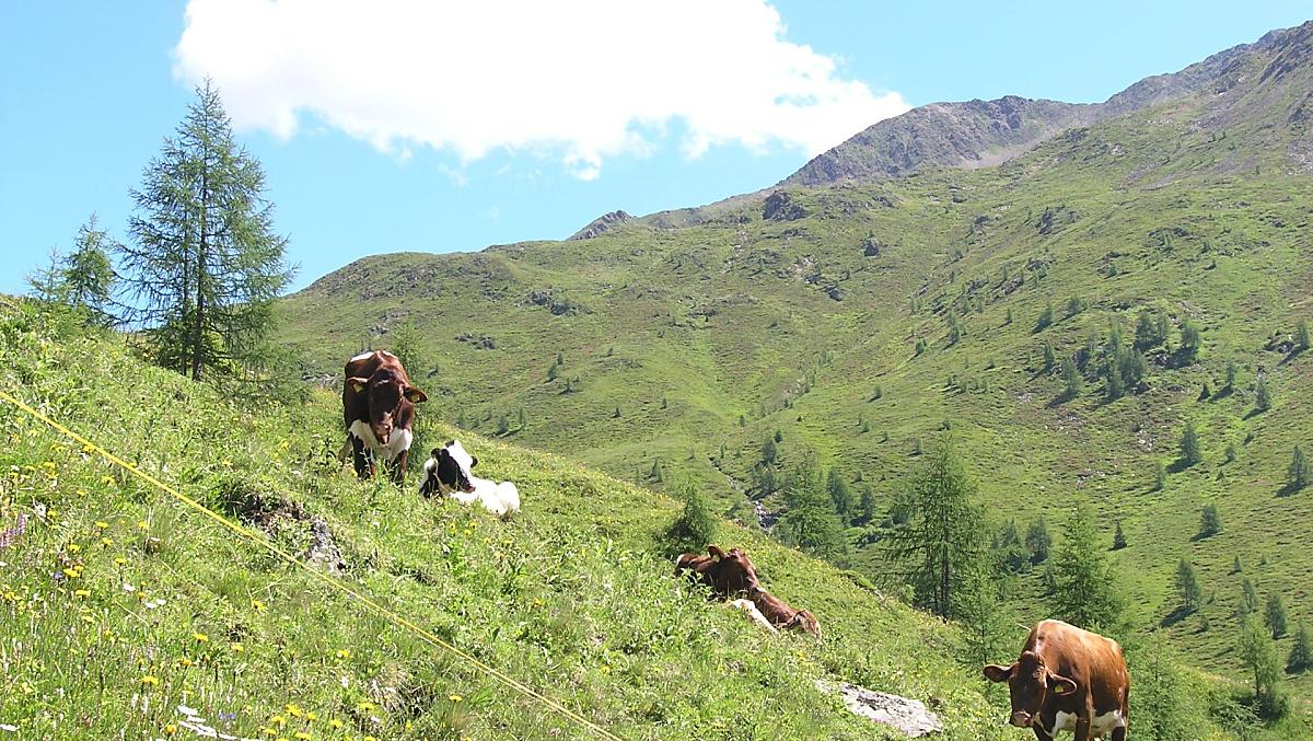 Onze dieren op de Oberbergalm