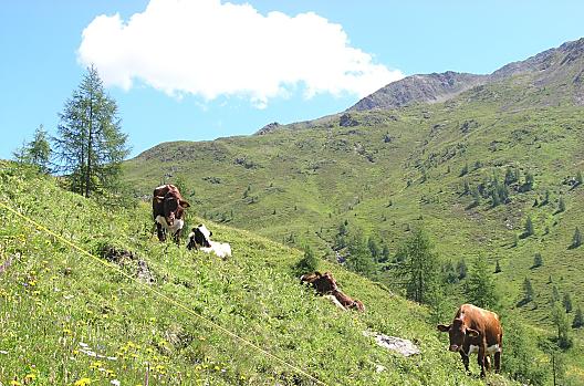 Onze dieren op de Oberbergalm